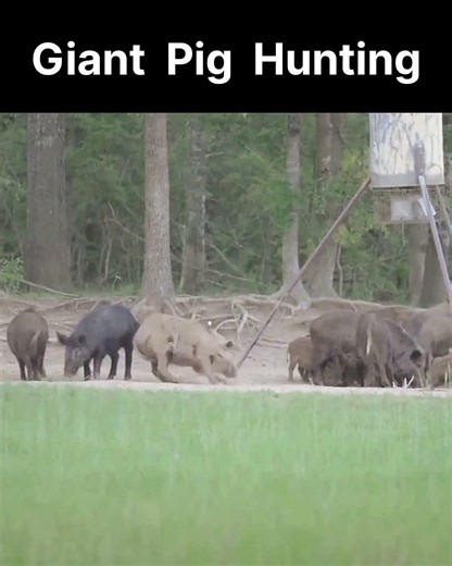 Big Wild Pig Hunting | Boar Hunting | Hog Hunting | Animal Hunting | Bear Hunting | Deer Hunting