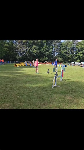 Border Collie Agility: Training Tips and Tricks