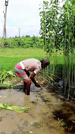Difficult to Harvest Jute under Waterlogged Condition #shorts