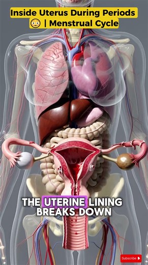 Inside the Uterus During Periods 😳 | What Really Happens in the Menstrual Cycle