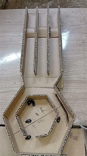 Deadly Maze Showdown: Centipede vs Bombardier Beetle!