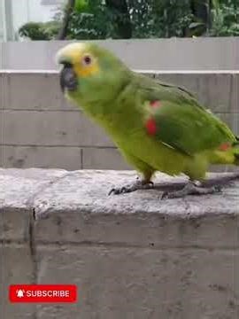 PARROT CAN SAY MANY THINGS AND DIFFERENT LANGUAGE 😂