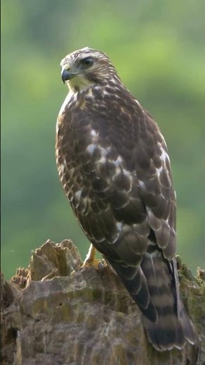 Broad-winged Hawk #shorts