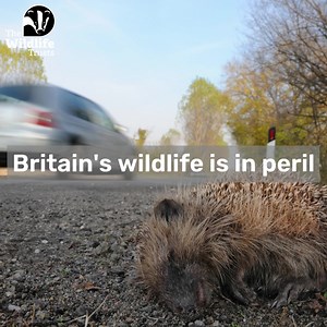 Enough is enough. We need to put an end to pollution that’s choking our rivers and killing our wildlife. Are you with us? | The Wildlife Trusts