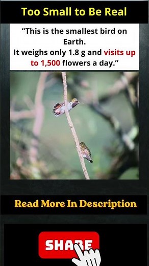 Meet the World’s Smallest Bird Cuba’s Bee hummingbird! 🐦
