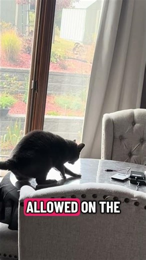 Unspoken house rules: 🏡 Cats rule the table too.