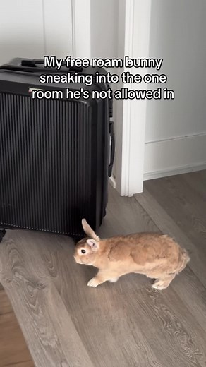 Naughty Bunny Sneaking into Forbidden Room