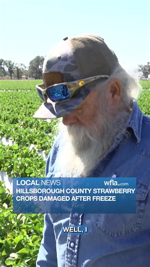 STRAWBERRY FREEZE: Tampa Bay strawberry growers were seeing damage to crops after a weekend freeze. “You lose a little sleep, but what you lose a whole lot of is your crop,” Carl Grooms of Fancy Farms said. https://www.wfla.com/news/hillsborough-county/polk-county-strawberry-crops-damaged-after-freeze/ | WFLA News Channel 8