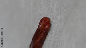 Mating of millipedes on cement wall during the breeding season