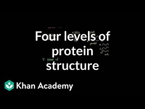 Four Levels of Protein Structure Video Lecture | Biology and Biochemistry for MCAT