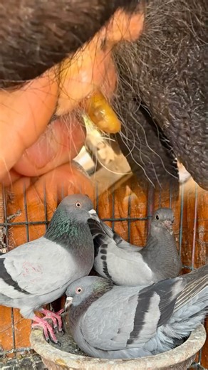 Cow botfly maggot removal