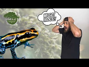 How To Build A Dart Frog Vivarium!