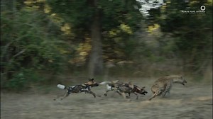 56K views · 1.7K reactions | We invite you to "Wild Fight Club", where animals practice their fighting skills in preparation for the real battles they inevitably come up against. Whether it's male giraffes sparring or a pack of painted wolves (African wild dogs) taking on hyenas, you have to be tough to be an animal in Africa! #SafariDiaries Via Robin Pope Safaris | Africa Geographic | Facebook