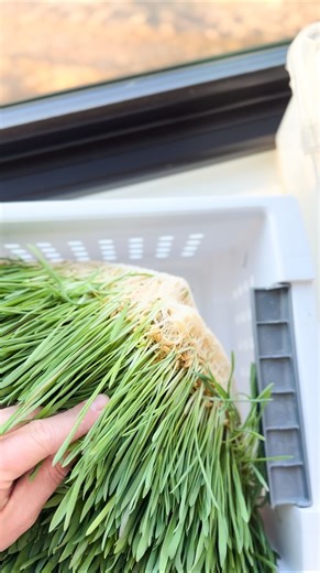 Milli | Homesteading & Homemaking on Instagram: "Out here in the high desert green grass isn’t always abundant. That doesn’t stop me from giving my hens greens year round. This DIY fodder system is extra easy to make, comment “Sprout” and grab some barley and baskets to start growing fodder for your flock. @scratchandpeckfeeds sprouting barley is organic and is the perfect grain for growing fodder. Use code mywholehomestead15 to save at checkout! #scratchandpeckfeeds #scratchandpeck #organicchic