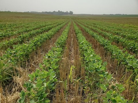 Relay Cropping with an experienced expert!!!