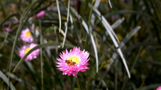 Fleur Sauvage Nature Flore - Free video on Pixabay