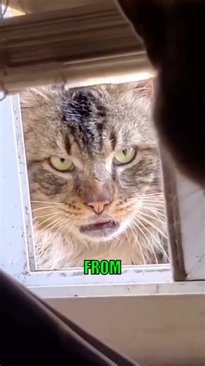 🤯 EPIC Window Stare-Down: Grumpy Cats Go Viral! 😼
