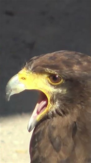 🦅 Écoutez le cri impressionnant de la BUSE