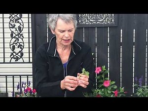 "How To" series: Overwintering and Propagating Geraniums with Alice