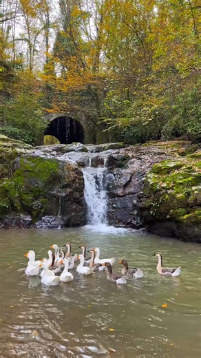 Shores and Stories on Instagram: "Goose Lake Ballet🪿🩰 These are the geese of the campground. In the morning, they go to the waterfall pond to swim, and in the evening, they return to the campground. After being fed by their owners, they go to their goose house. . . . . . #nature #waterfall #goose #geese #lake #autumn #fall #amazing #forrest #nature #turkey #travelling #outdoor #camp #camplife #campinglife #caravanlife"