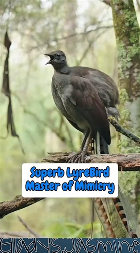 Superb Lyrebird Mimicking Many Sounds🤔