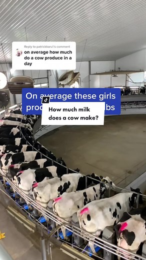 MVP Dairy on TikTok