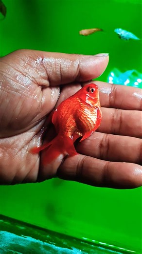 gold fish breeding #fish #aquarium #fishaquarium #goldfish #fishing #trending #shorts #shortsfeed
