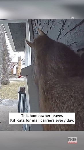 This squirrel is fluffy and cute, but it’s also a porch pirate. | Inside Edition