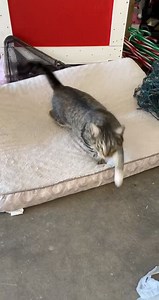 28K views · 987 reactions | Spencer the feral thinking he owns the shelter  seems some of our feral colony aren’t as feral as they make us all believe! Spencer enjoys his outdoor (spoiled) life here at the shelter in our colony! | Pinal County Animal Care and Control | Facebook