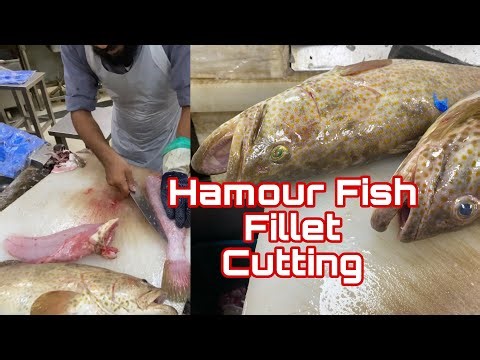 Hamour Fish Fillet cutting | hamour fillet | hamour cutting | how to fish fillet | fish | rak vlogs