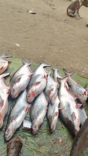 Yesa kya hua😯 jo mere Papa etna argent bula liye 🤔🤨#shorts #fishing #youtubeshorts