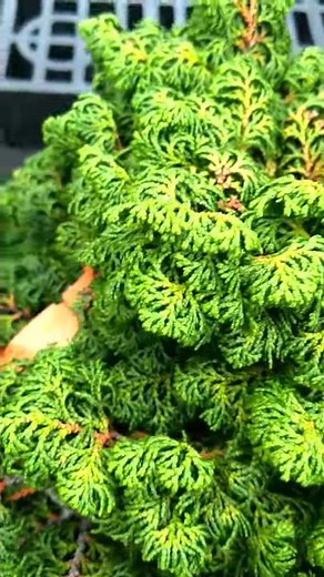 Chamaecyparis obtusa 'Maureen'