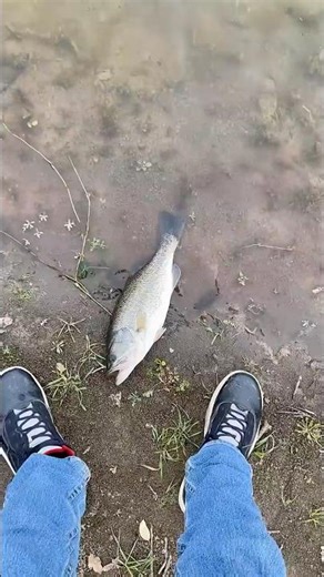Caught a bass at lake berryessa (old clip)#fishing #bassfishing #shorts