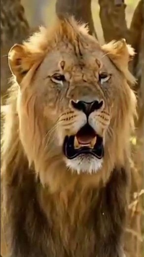 Lion Roaring in the Jungle | Powerful Wild Animal Sounds | Real Wildlife Scene #lion #animals #شیر #