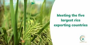Top 5 rice exporting countries in the world
