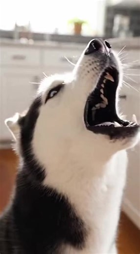 Cole Howard (@cole.howard6)’s videos with original sound - Cole Howard