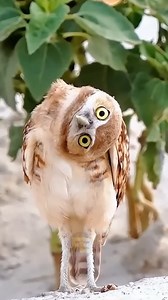 659K views · 16K reactions | Owl amazing fact #owlfacts #facts #viralreels #reelsvideo #factsdaily #factexplorer | Fact Explorer | Facebook