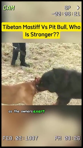 Tibetan Mastiff vs Pit Bull, who is stronger? #dog #pitbull #animals #fypシ #animalvideos #animalworld #dogcute | Animals lion