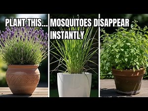 Want a Bug-Free Yard This Summer Try These 11 MOSQUITO-REPELLENT Plants