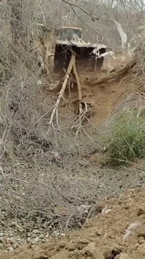 the process of clearing trees using heavy equipment#youtubeshorts