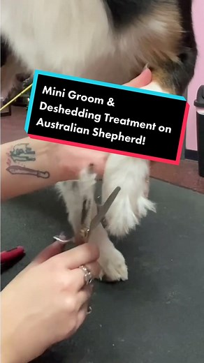 How to Groom an Australian Shepherd: Mini Groom & Deshedding Treatment