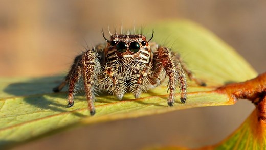 With Cute Eyes And Complex Behavior, Jumping Spiders Are Nature's Most Charismatic Arachnids