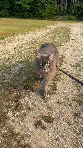 65K views · 7.3K reactions | I think we’ll go for a walk outside now. ☀️ #walk #catwalk #walkcat #cat #mainecoon #adventurecat #cute | Fisher The Maine Coon | Facebook
