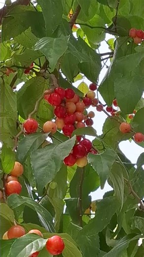 Amazing & Beautiful Singapore Cherry #muntingiaceae #malvales #shortvideo #muntingiacalabure
