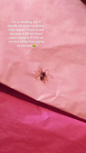 Not my usual content, but WTF #voiceeffects #MURDER #Spider #wtf #help