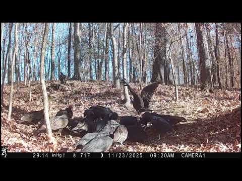 How long did it take the Buzzards to pick it clean? (FULL VIDEO)
