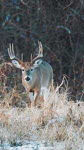 1.5K views · 1.4K reactions | The Late-Season has entered the chat… #GoMuddy #DeerHunting | Muddy Outdoors | Facebook