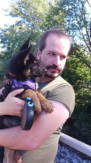 Papi and Leora - the German Shepherd Puppy #puppy #shorts #puppyshorts