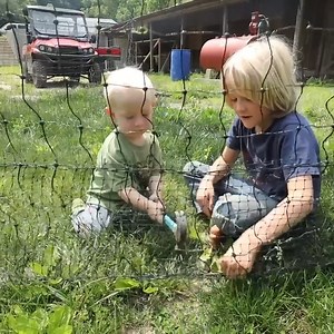 Gathering Greens for the Chickens | Abundant Permaculture