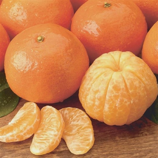 10 of Dwarf Mandarin Orange Tree Organic (citrus Reticulata) Seeds - Etsy